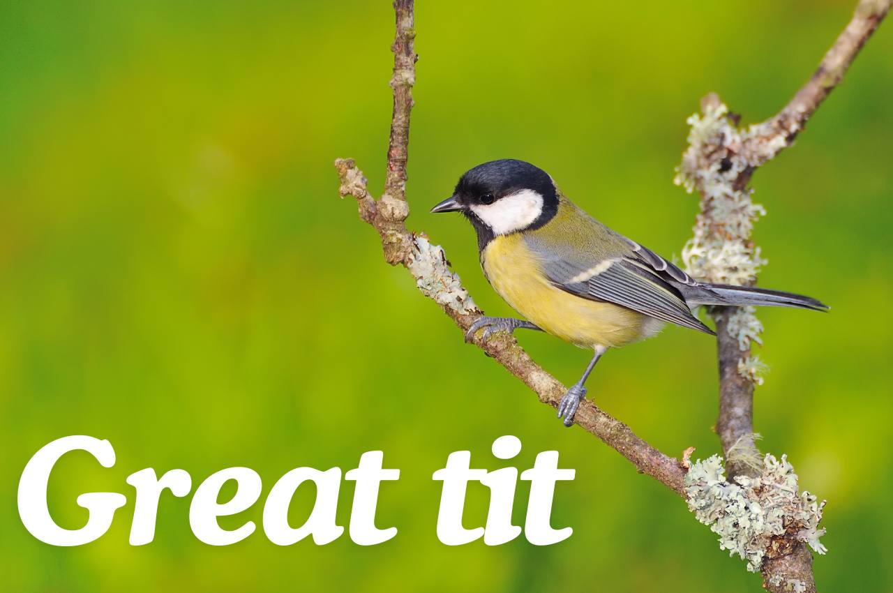 Bird Fact File: Great tit